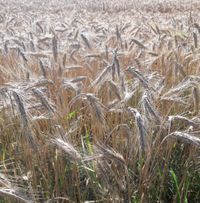 Frauenkreise zu den Jahreskreisfesten - Naturheilpraxis Eiber | Bienefeld